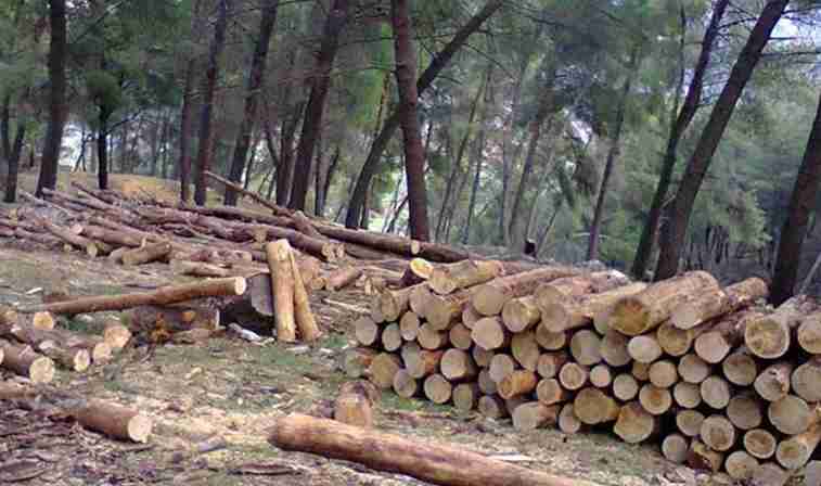 arrestohen-disa-persona-dyshohen-per-prerje-joligjore-te-druve