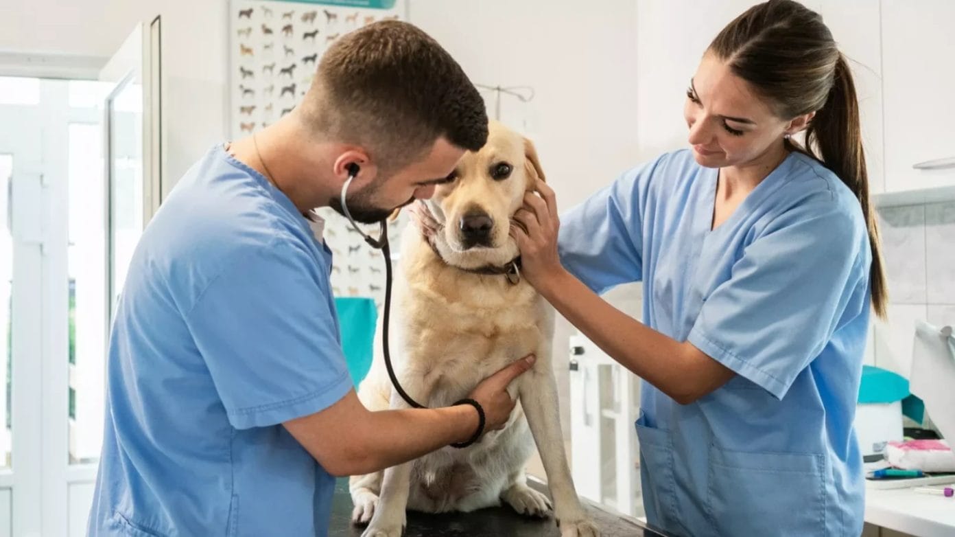 Dhoma e Veterinerëve  Në RMV kemi tre fakultete të veterinarisë  por interesimi i studentëve është shumë i dobët