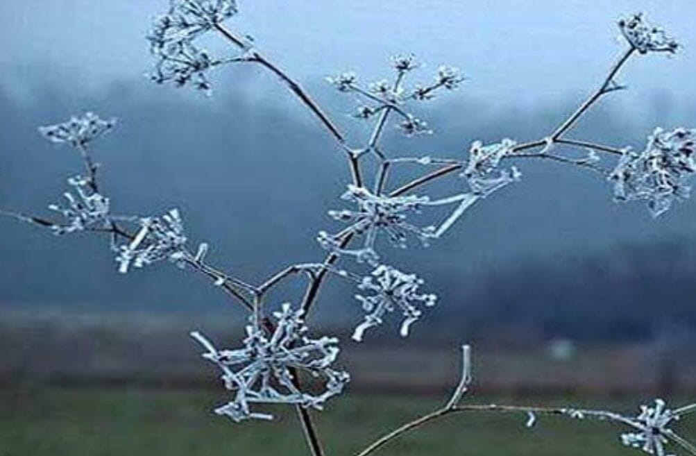 Parashikimi i motit në Maqedoni