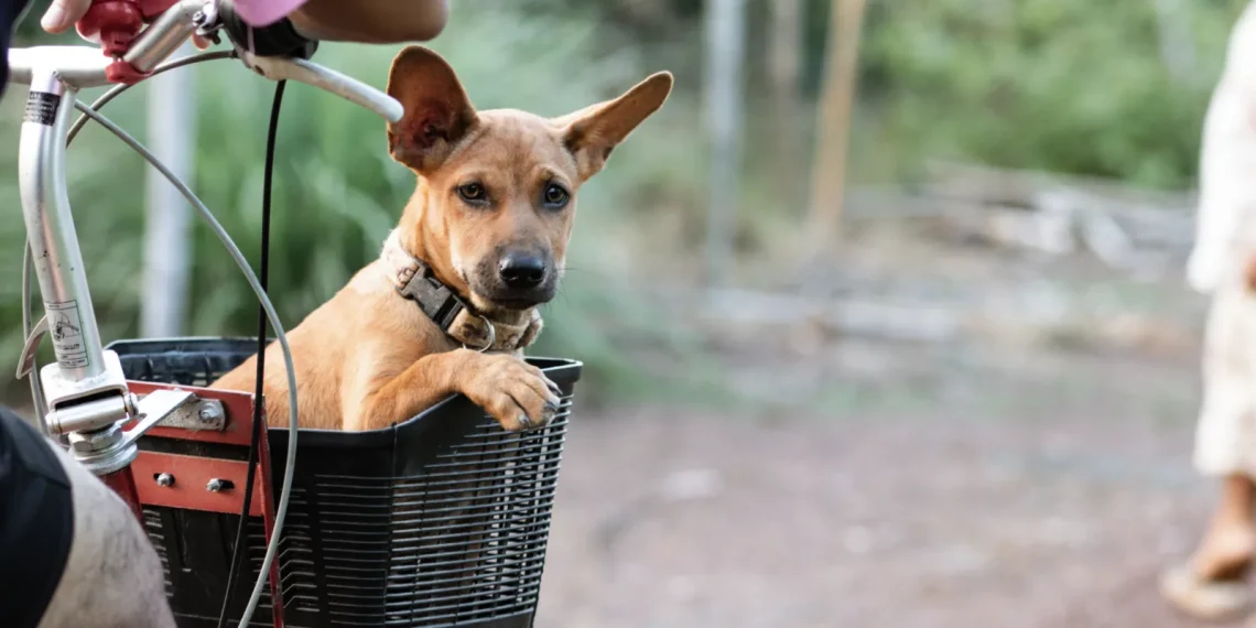 Ligji i ri në BE  teksa bota kafshërohet  kafsha fiton status njeriu   