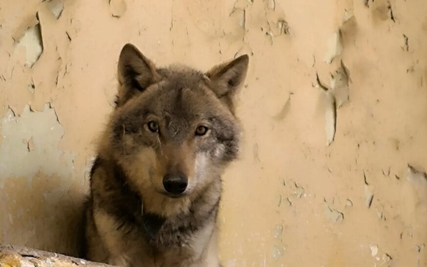Zgjidhet dilema  kafsha e kapur në Kozle është Ujk