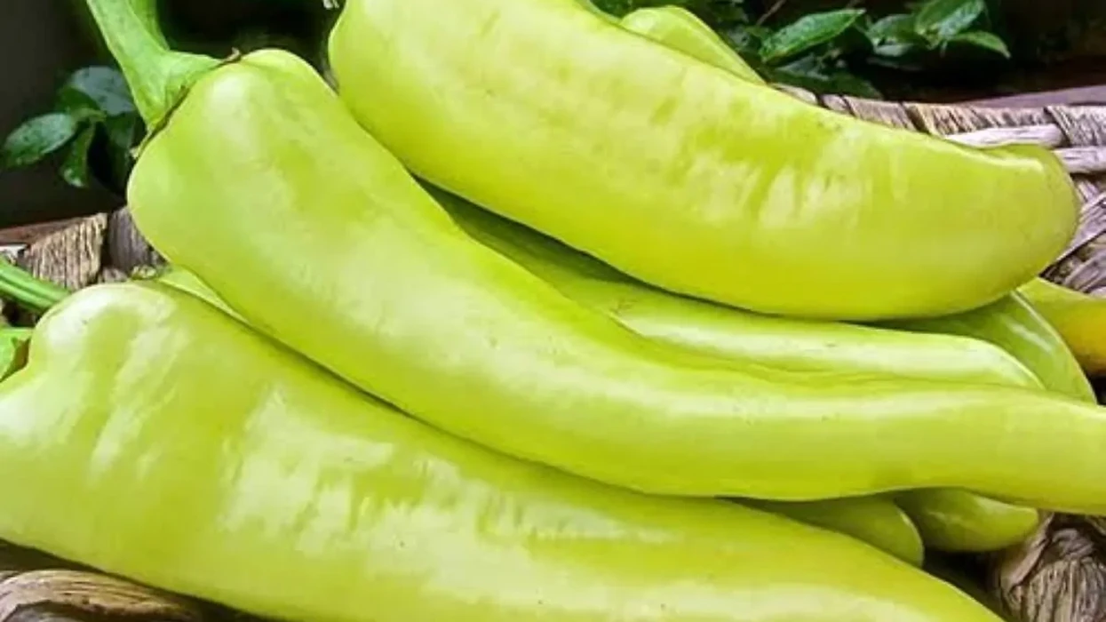 bullgaria-do-te-asgjesoje-9-5-tone-speca-nga-maqedonia-e-veriut-per-shkak-te-pesticideve